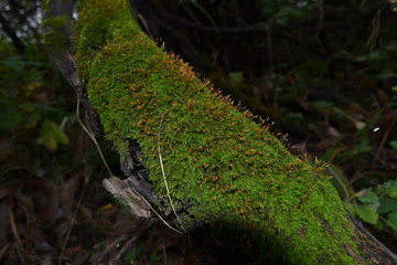 moss