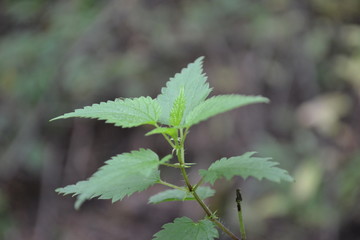 nettle 3