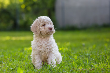 little cute dog sitting on grass