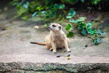 Curios meerkat (suricate) sitting on the stone and watching