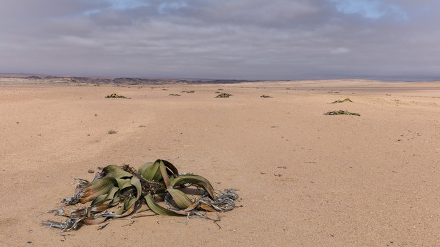Welwitschia mirabilis, Namibie pouvant vivre jusqu'à 2000 ans
