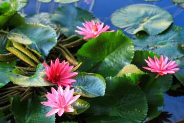 Beautiful pink lotus 