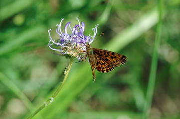 Butterfly and purple flower in fontainebleau forest