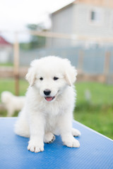 Portrait of a cute maremma puppy with purple ribbon sitting on the table outside in summer. Close-up of lovely white fluffy puppy breed maremmano abruzzese dog