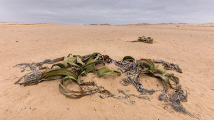 Welwitschia mirabilis, Vallée de la lune , Namibie