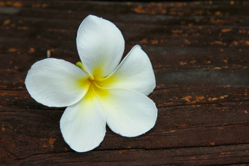 Fototapeta na wymiar Beautiful white Plumeria