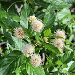Blooms and leaves of the Buttonbush Shrub