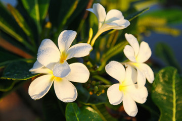 Beautiful white Plumeria