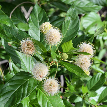Blooms and leaves of the Buttonbush Shrub