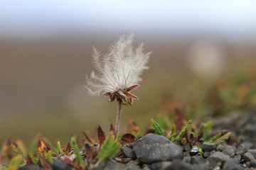 Flowers of the Arctic