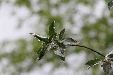 Leaves of silver poplar with raindrops close-up
