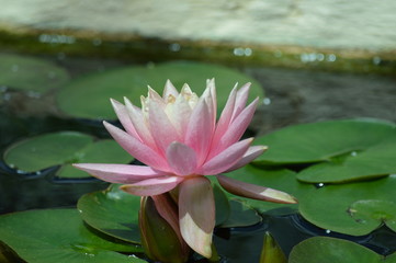 Water lily on the pond