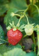 Bush of strawberry with big red ripe berry
