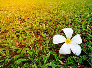 The plumeria flower on the field
