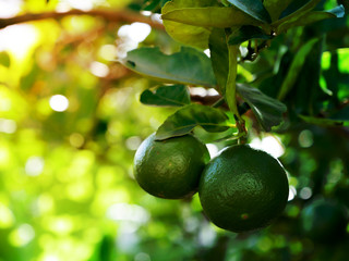 The lemon fruit with green background