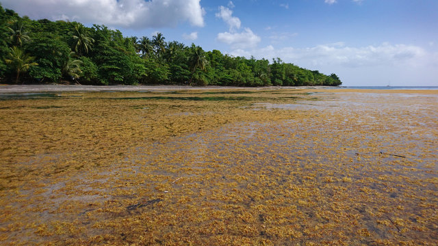 Arriv&eacute;e d'algues sargasses sur les plages des cara&iuml;bes