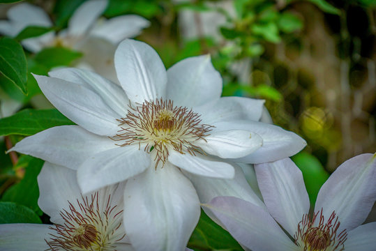 Closeup of a White Clematis Flower