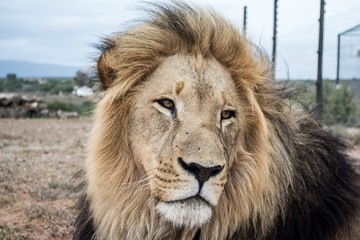Naklejka premium Lion
