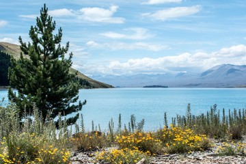 New Zealand Landscape