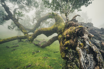 Lorbeerbaum im Lorbeerwald Fanal auf Madeira im starken Nebel
