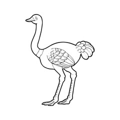 Ostrich cartoon illustration isolated on white background for children color book