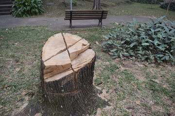 Tronco de árvore cortada