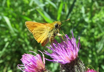 Falter auf lila Distel
