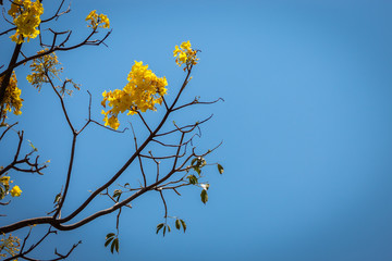 Yellow Flowers with a Blue Background