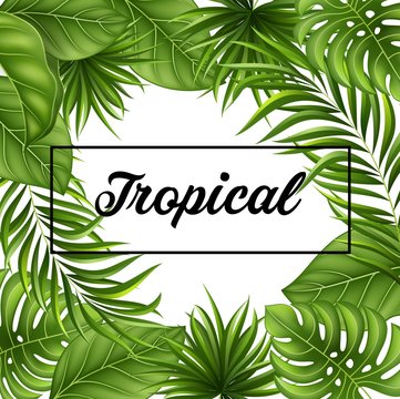Tropical Leaves Background With Jungle Plants