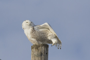 Snowy owl in winter