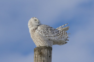Snowy owl in winter