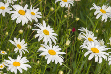 Fototapeta premium Margeritenblüten (Leucanthemum vulgare) in Nahaufnahme im Frühsommer