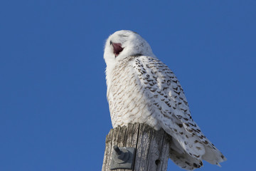 Snowy owl in winter