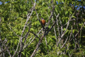 Early Morning Robin in a Tree