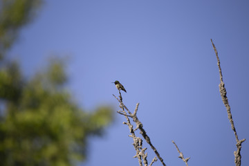 Hummingbird Sitting on a Branch