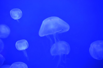 Jellyfish in the tank