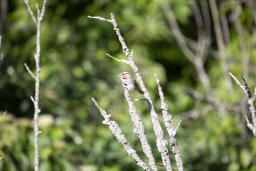 Sparrow Perched on a Branch