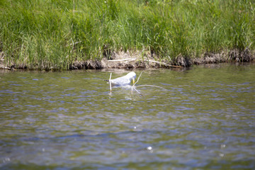 Seagull in a Pond
