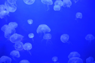Jellyfish in the tank