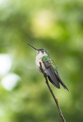 Colibri perched on a tree branch