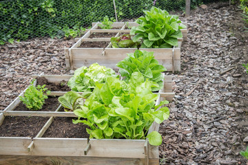 Wooden vegetable garden boxes with different kinds of salads