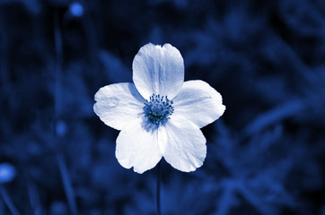 flower white on a dark - blue night background, macro - 209476261