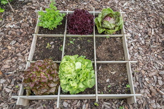 Wooden Vegetable Garden Boxes With Different Kinds Of Salads