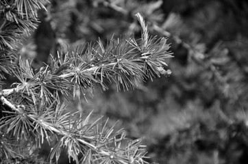 branch ate close-up. black and white photography
