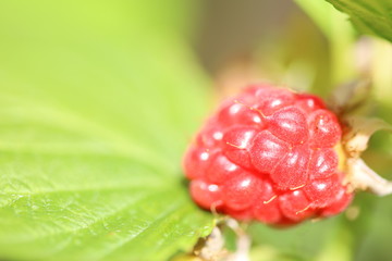 Raspberry