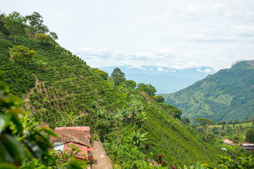 Beautiful coffee plantation in Jerico, Colombia in the state of Antioquia.