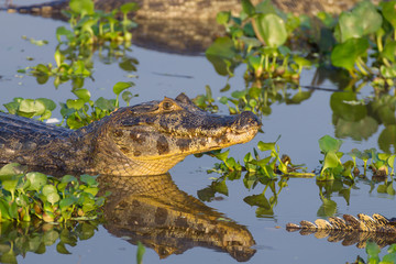 Caiman floating on Pantanal, Brazil