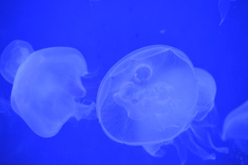 Jellyfish in the tank