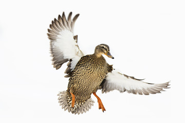 Mallard ducks in winter