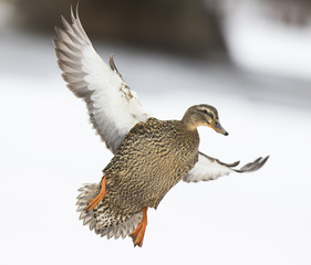 Mallard ducks in winter